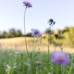 Glamping - Hayrack Vesel Trebnje