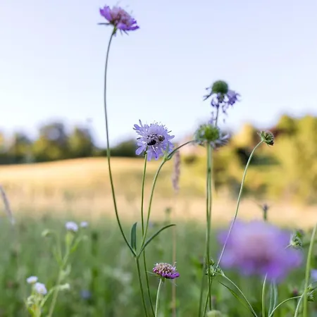 Glamping - Hayrack Vesel Trebnje