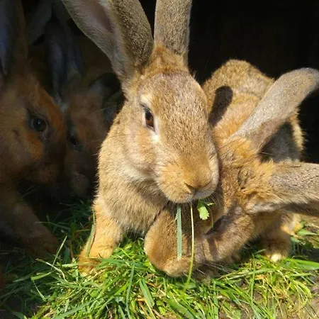 Glamping - Hayrack Vesel Trebnje