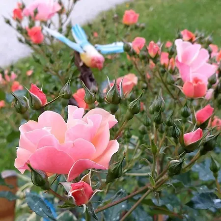 ファームステイ Glamping - Hayrack Vesel