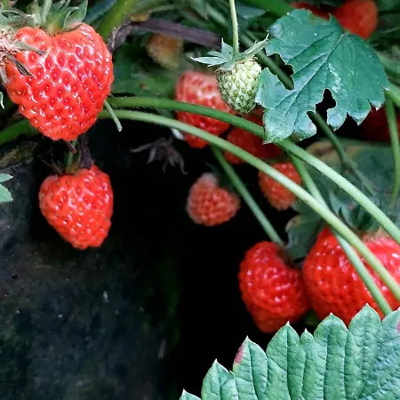 Glamping - Hayrack Vesel ファームステイ *