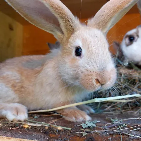 Glamping - Hayrack Vesel Séjour à la ferme