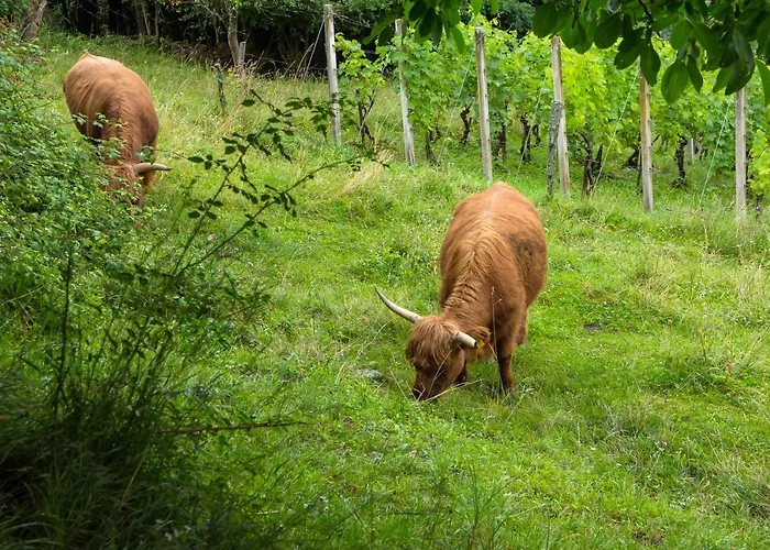Glamping - Hayrack Vesel Séjour à la ferme