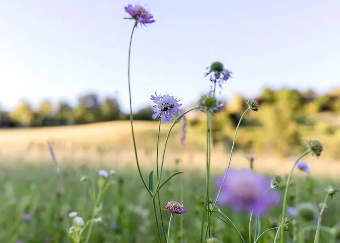 Glamping - Hayrack Vesel Trebnje