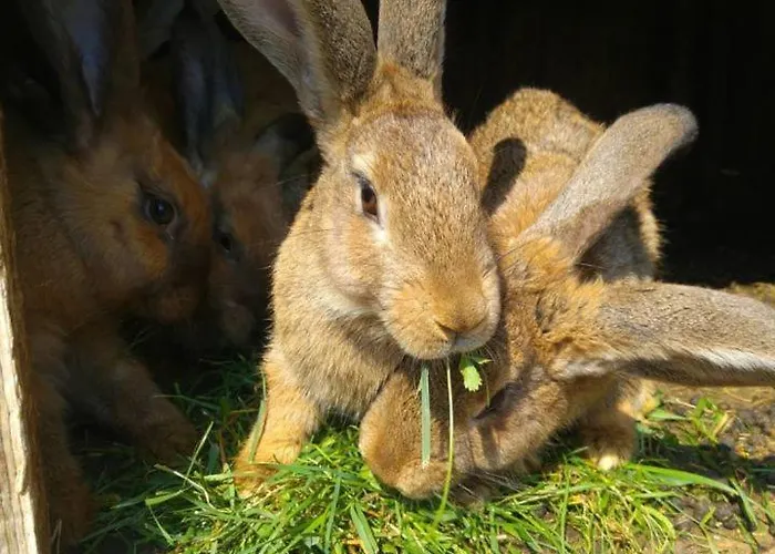 Glamping - Hayrack Vesel Trebnje