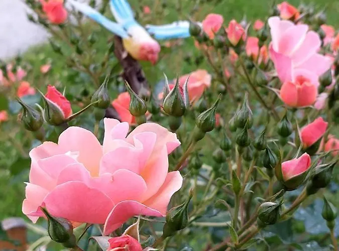 Séjour à la ferme Glamping - Hayrack Vesel