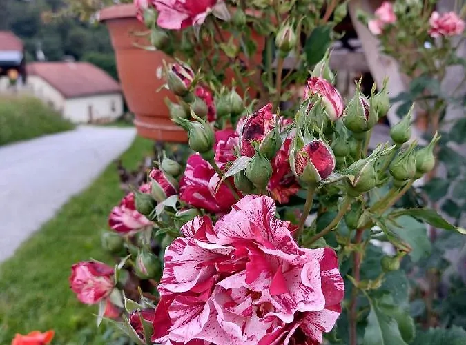 Glamping - Hayrack Vesel *