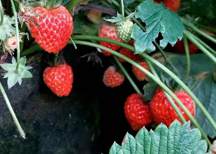 Glamping - Hayrack Vesel Séjour à la ferme *
