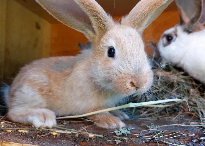 Glamping - Hayrack Vesel 팜스테이