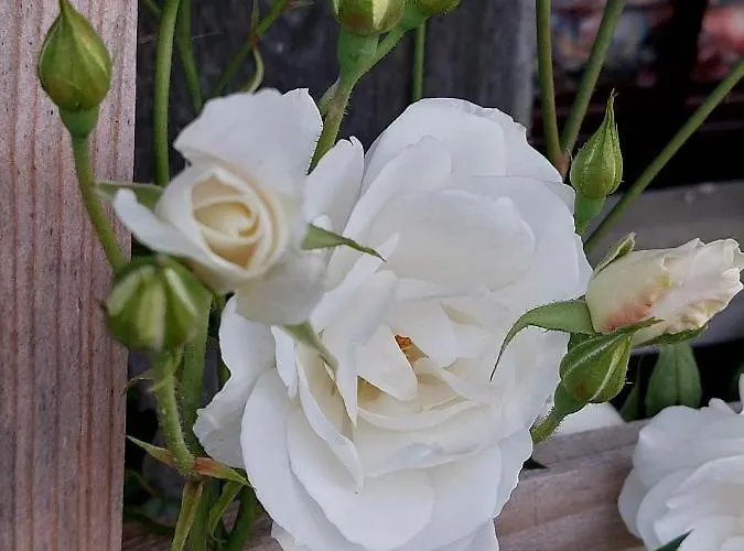 Glamping - Hayrack Vesel *